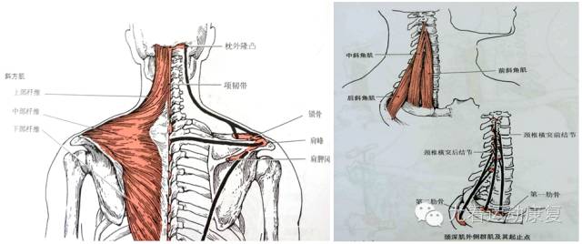 疼痛 右 肩胛骨